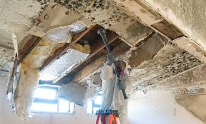 Why You Should Choose Our Mold Remediation Services in Crowley Lake, CA